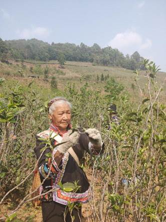 滇商雅韵 云南大叶之滇商贸文化艺术交流活动纵览